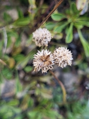 Globularia cordifolia