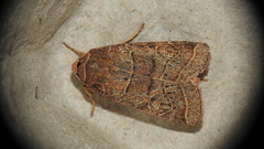Orthodes majuscula