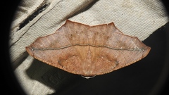 Prochoerodes lineola