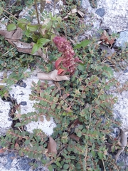 Amaranthus hybridus