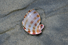 Semicassis centiquadrata