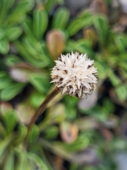 Globularia cordifolia