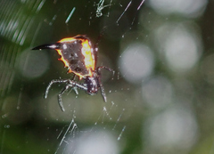 Micrathena pungens
