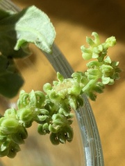 Beta vulgaris