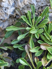 Globularia cordifolia