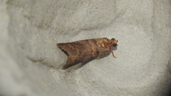 Acrobasis angusella