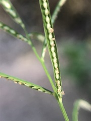 Paspalum repens