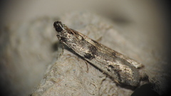 Phycitodes reliquellum