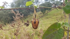 Aristolochia