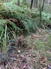 Pterostylis baptistii