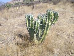 Myrtillocactus geometrizans