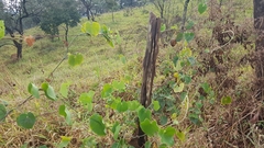 Aristolochia