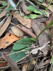 Pterostylis baptistii