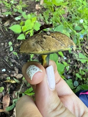 Cyanoboletus
