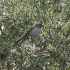 Spizella atrogularis