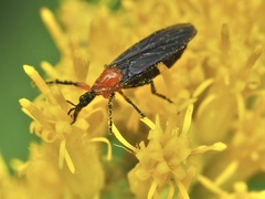 Dilophus spinipes