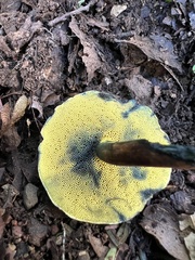 Cyanoboletus