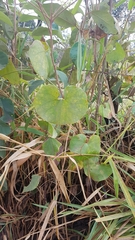 Aristolochia