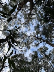 Pterostylis baptistii