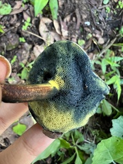 Cyanoboletus