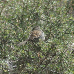 Spizella atrogularis