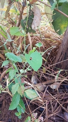 Aristolochia