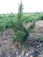 Crescentia alata
