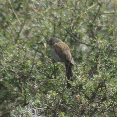 Spizella atrogularis