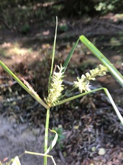 Cyperus erythrorhizos