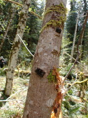 Scytinium polycarpum