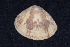 Periglypta