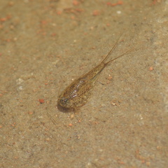 Triops