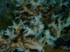 Pocillopora acuta
