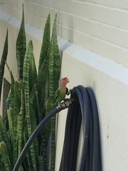 Agapornis roseicollis