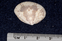 Periglypta