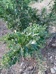 Crescentia alata