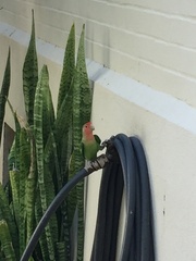 Agapornis roseicollis