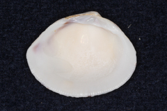 Periglypta