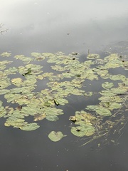 Nuphar variegata
