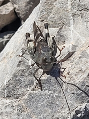 Oedipoda