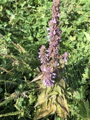 Agastache foeniculum