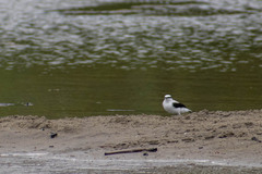 Fluvicola nengeta