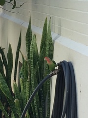 Agapornis roseicollis