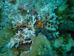Pocillopora acuta