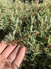 Atriplex semibaccata