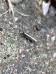 Lepidocyrtus paradoxus