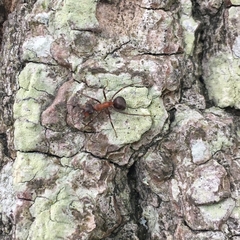 Formica polyctena × rufa