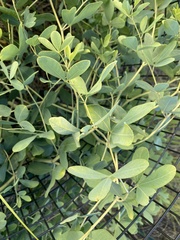 Baptisia alba