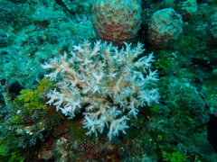 Pocillopora acuta