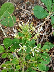Cleome gynandra